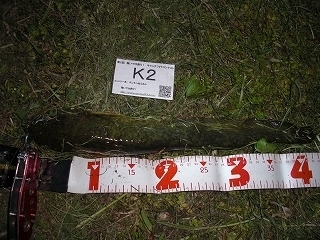 s-2017年04月16日 21時15分 ナマズ 42cm.jpg