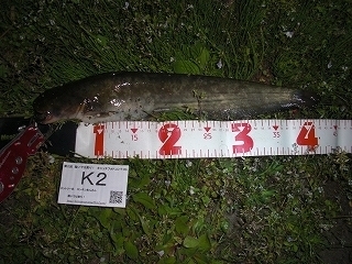 s-2017年04月20日 20時20分 ナマズ 42cm.jpg
