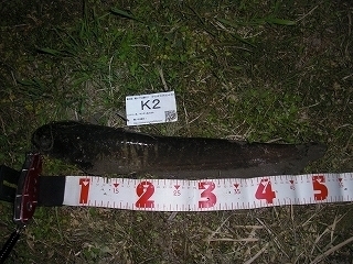 s-2017年04月26日 00時40分 ナマズ 52cm.jpg