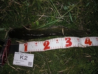 s-2017年05月06日 22時20分 ナマズ 42cm.jpg