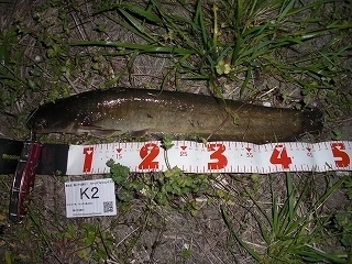 s-2017年05月06日 22時45分 ナマズ 48cm.jpg