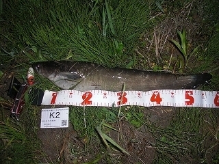 s-2017年05月10日 22時05分 ナマズ 58cm-2.jpg