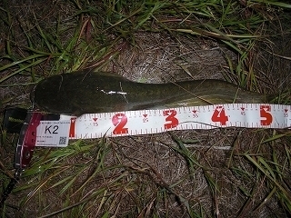 s-2017年05月14日 23時30分 ナマズ 53cm.jpg