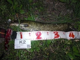 s-2017年05月30日 20時35分 ナマズ 45cm.jpg