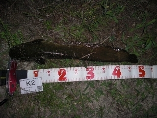 s-2017年05月30日 21時15分 ナマズ 48cm.jpg