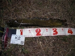 s-2017年05月30日 21時25分 ナマズ 39cm.jpg