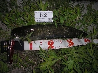 s-2017年06月06日 20時35分 ナマズ 42cm.jpg