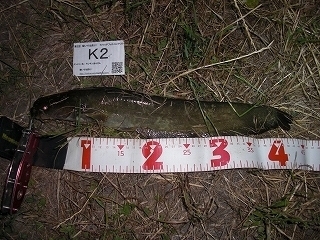 s-2017年06月06日 21時55分 ナマズ 43cm.jpg