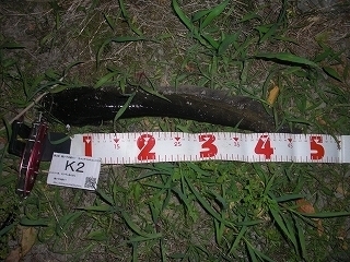 s-2017年06月07日 00時10分 ナマズ 47cm.jpg