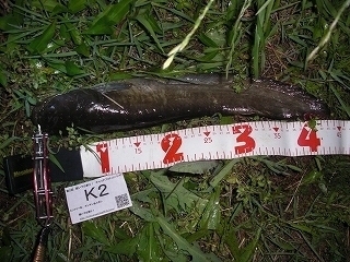 s-2017年06月08日 21時55分 ナマズ 43cm.jpg