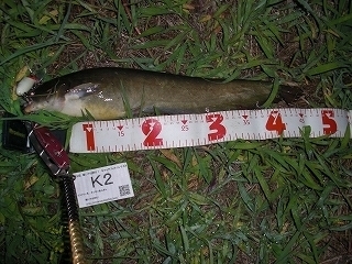 s-2017年06月08日 22時20分 ナマズ 46cm.jpg