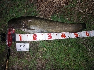 s-2017年06月08日 22時45分 ナマズ 61cm.jpg