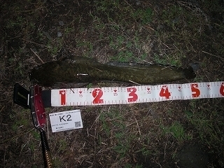 s-2017年06月08日 23時10分 ナマズ 51cm.jpg