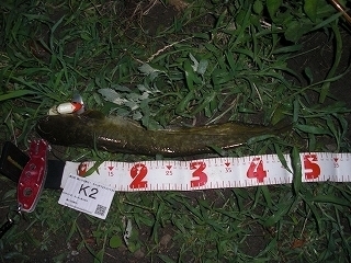 s-2017年06月08日 23時40分 ナマズ 47cm.jpg