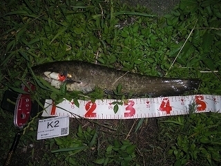 s-2017年06月08日 23時45分 ナマズ 51cm.jpg
