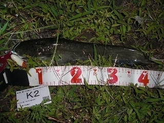 s-2017年06月22日 20時15分 ナマズ 42cm.jpg