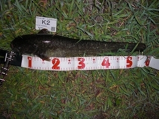 s-2017年06月22日 22時00分 ナマズ 57cm.jpg
