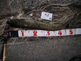 s-2017年06月23日 00時10分 ナマズ 49cm.jpg