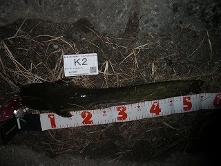 s-2017年06月23日 00時15分 ナマズ 56cm.jpg