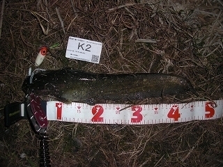 s-2017年06月28日 21時50分 ナマズ 47cm.jpg