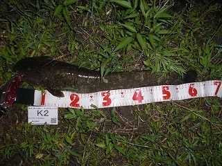 s-2017年06月28日 23時10分 ナマズ 62cm.jpg
