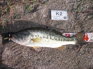 s-2017年07月08日 02時10分 ブラックバス 40cm.jpg