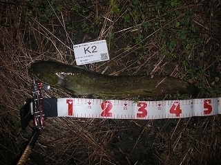s-2017年07月12日 21時10分 ナマズ 47cm.jpg