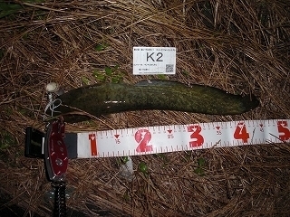 s-2017年07月12日 22時15分 ナマズ 45cm.jpg