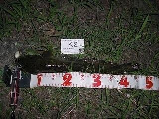 s-2017年07月19日 20時20分 ナマズ 47cm.jpg