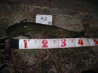 s-2017年07月19日 21時00分 ナマズ 44cm.jpg