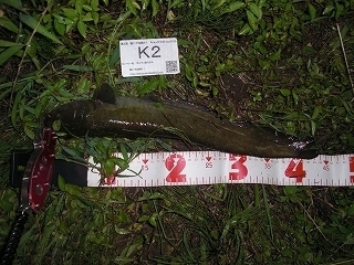 s-2017年07月23日 20時25分 ナマズ 44cm.jpg