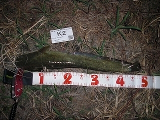 s-2017年07月26日 20時00分 ナマズ 48cm.jpg