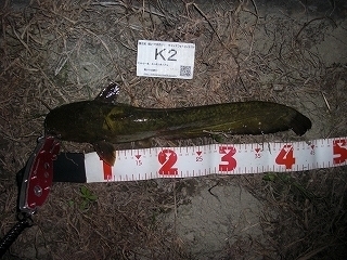 s-2017年07月26日 20時05分 ナマズ 45cm.jpg