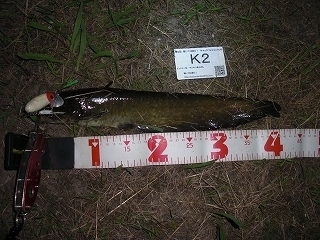 s-2017年07月26日 20時35分 ナマズ 41cm.jpg