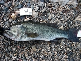 s-2017年08月06日 04時55分 ブラックバス 53cm.jpg