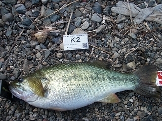 s-2017年08月06日 07時00分 ブラックバス 49cm-2.jpg