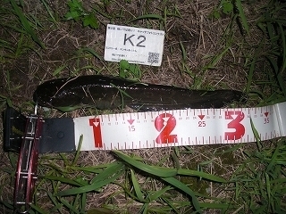 s-2017年08月09日 20時25分 ナマズ 32cm.jpg