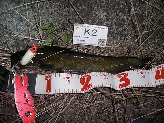 s-2017年08月09日 21時35分 ナマズ 39cm.jpg