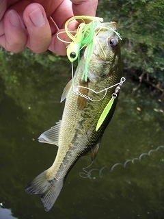 s-2017年09月05日 10時25分 ブラックバス 23cm.jpg