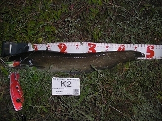 s-2017年09月26日 21時05分 ナマズ 48cm.jpg