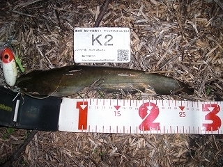 s-2017年09月26日 21時50分 ナマズ 27cm.jpg
