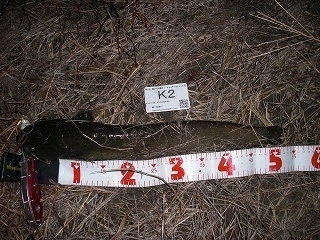 s-2017年09月26日 22時05分 ナマズ 52cm.jpg