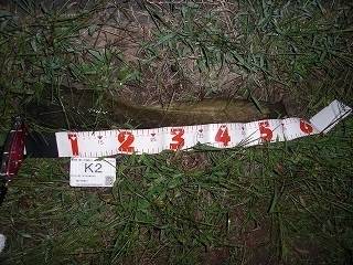 s-2017年10月11日 20時50分 ナマズ 57cm.jpg