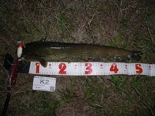s-2017年10月11日 22時10分 ナマズ 52cm.jpg