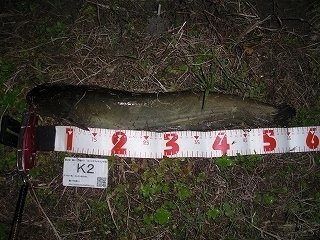 s-2017年10月18日 20時10分 ナマズ 57cm.jpg