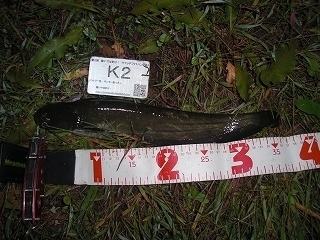 s-2017年10月26日 19時55分 ナマズ 36cm.jpg