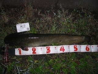 s-2017年10月26日 20時10分 ナマズ 64cm.jpg