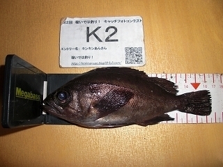 s-2017年12月07日 20時10分 メバル 16cm.jpg