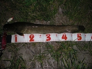 s-2018年04月10日 20時50分 ナマズ 54cm.jpg