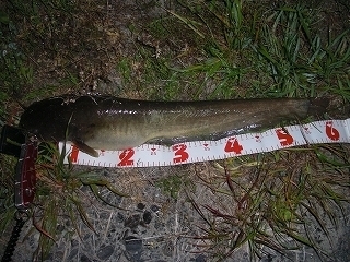 s-2018年04月22日 02時15分 ナマズ 61cm.jpg